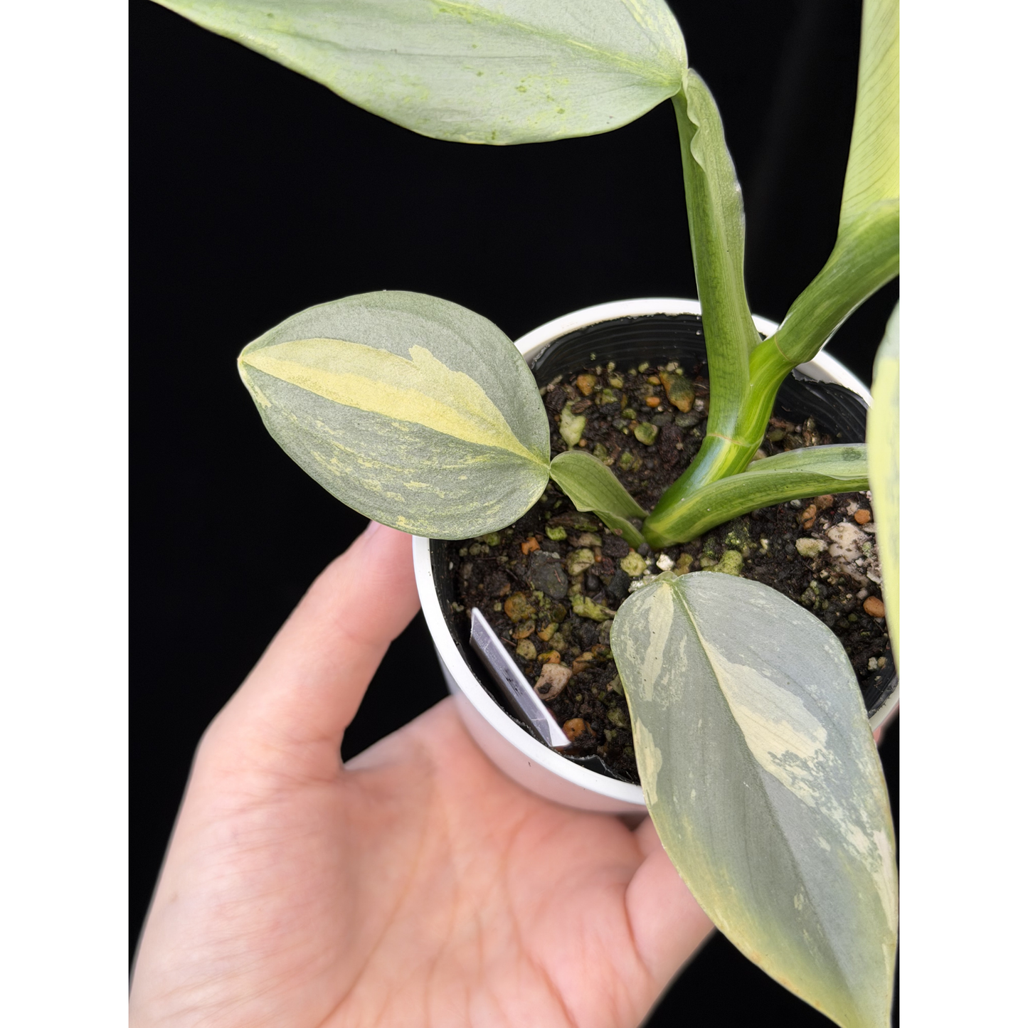 【一点もの】Philodendron Silver Sword Variegata フィロデンドロン シルバーソード 斑入り 4