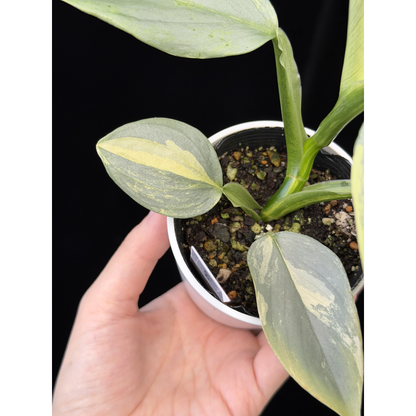 【一点もの】Philodendron Silver Sword Variegata フィロデンドロン シルバーソード 斑入り 4