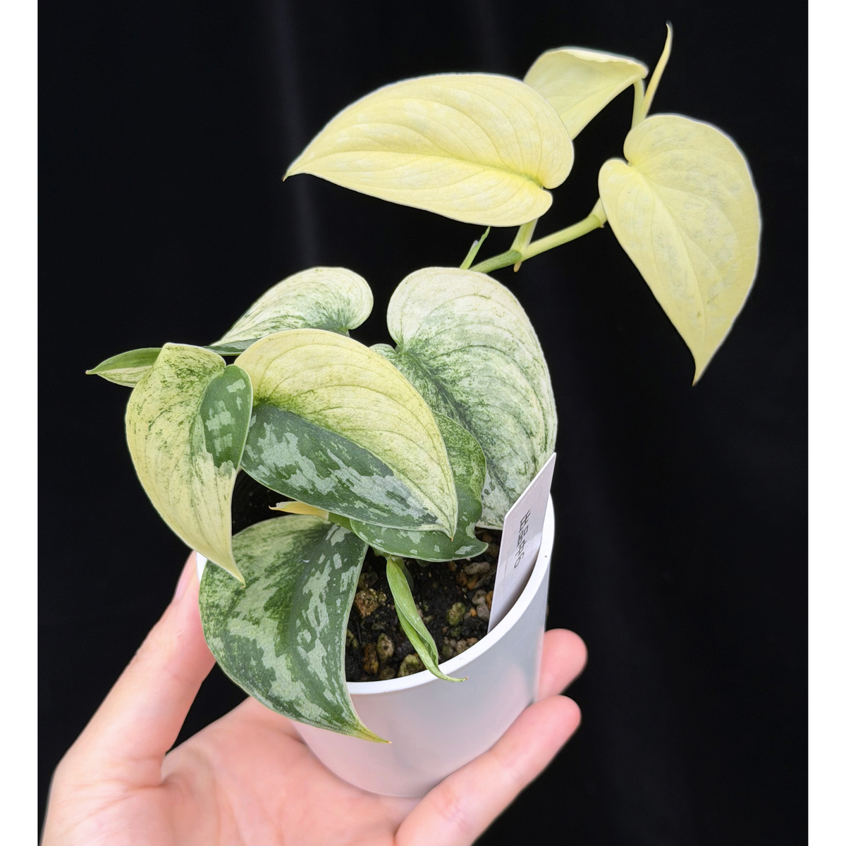 【一点もの】スキンダプサス ピクタス マヤリ Scindapsus Pictus variegata “ｍayari “ 6