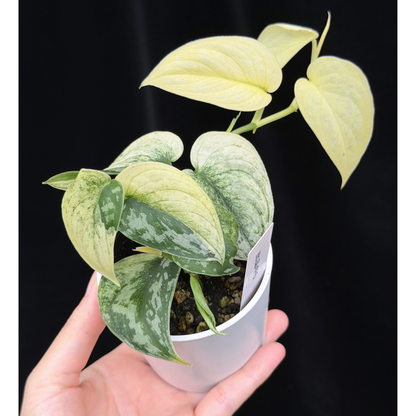 【一点もの】スキンダプサス ピクタス マヤリ Scindapsus Pictus variegata “ｍayari “ 6