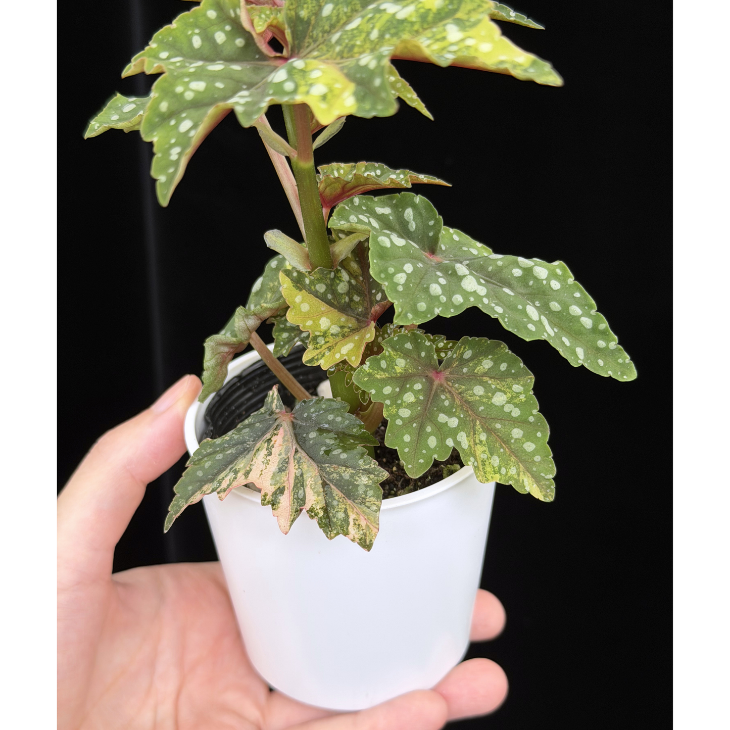 【一点もの】ベゴニア 出雲の煌星 斑入り Izumo no Kiraboshi variegated 希少 激レア