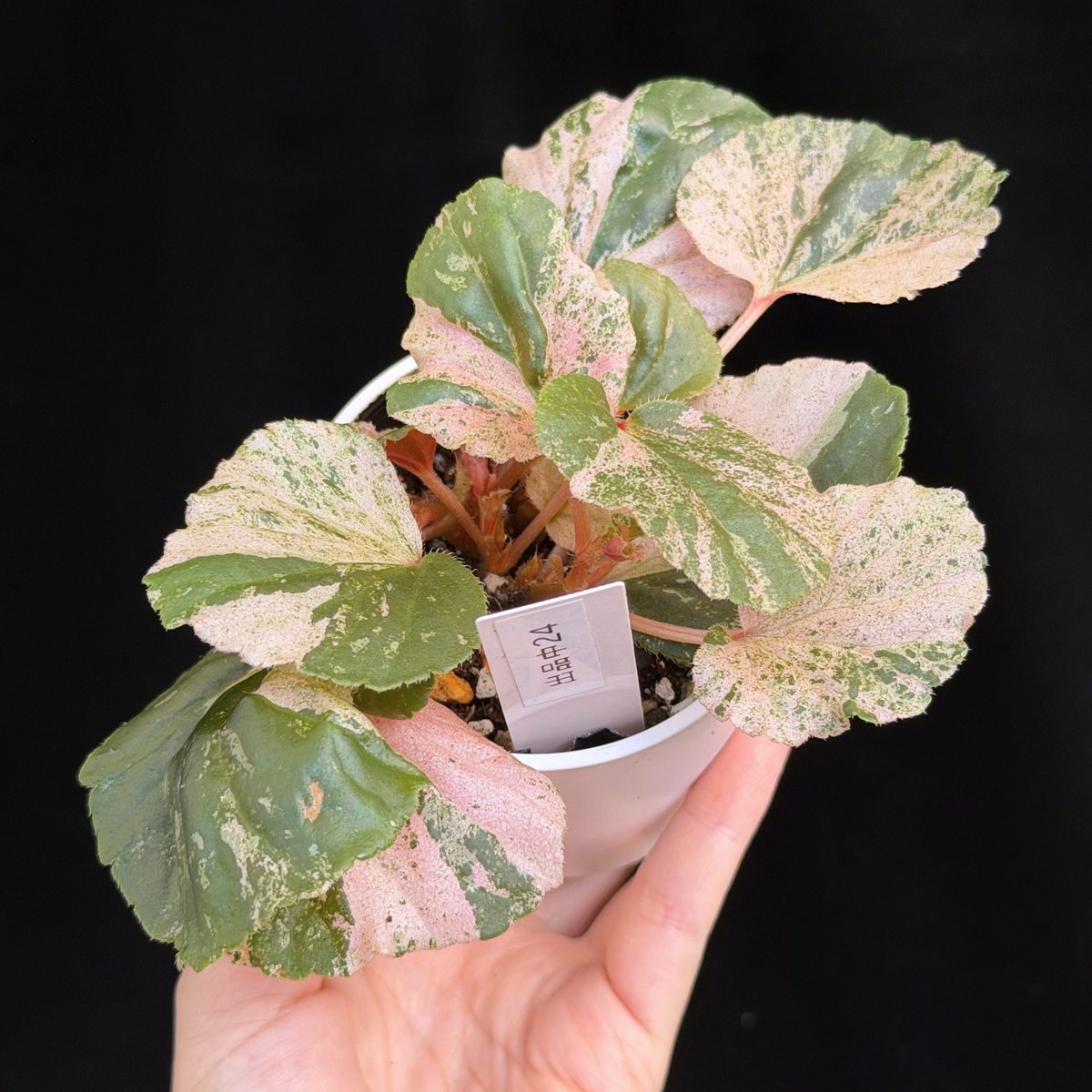 【一点もの】ベゴニア ククラータ ピンク斑入り begonia cucullata Pink variegated 希少 レア 24