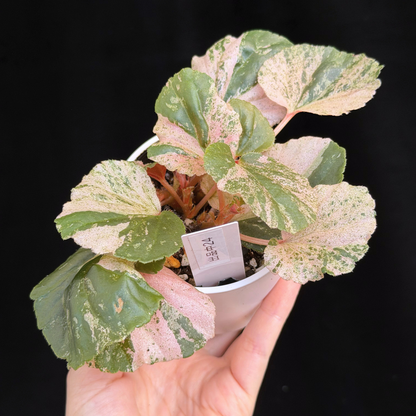 【一点もの】ベゴニア ククラータ ピンク斑入り begonia cucullata Pink variegated 希少 レア 24