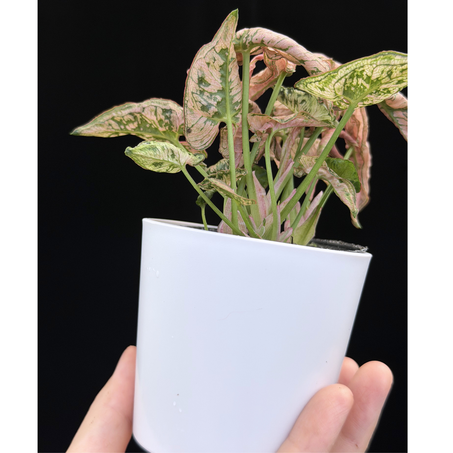 【一点もの】シンゴニウム ピンクローリー Syngonium Pink Rolli