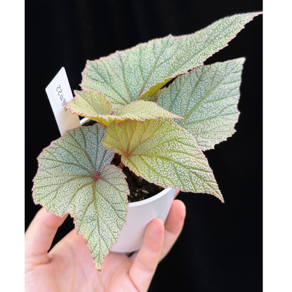 【一点もの】ベゴニア シンバッド Begonia Sinbad 22