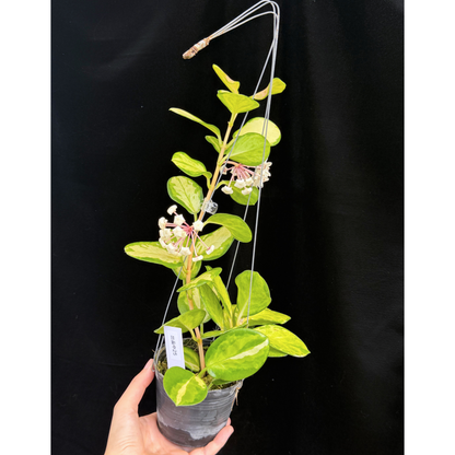 【一点もの】ホヤ オーストラリス リサ 花座つき 25