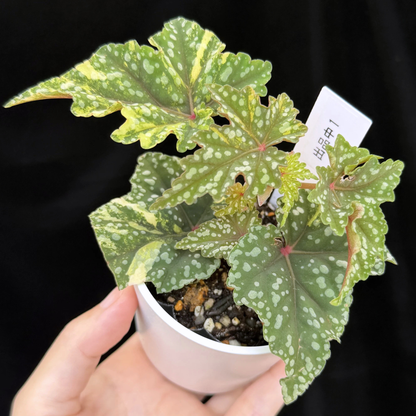 【一点もの】ベゴニア 出雲の煌星 斑入り Izumo no Kiraboshi variegated 希少 激レア 1