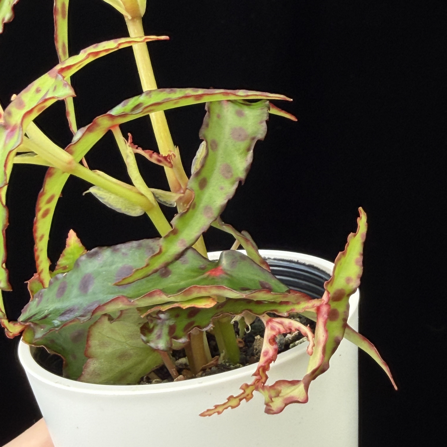 【一点もの】ベゴニア・アンフィオクサス Begonia amphioxus 2.5号