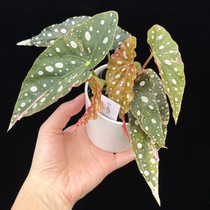 【一点もの】ベゴニア マクラータ ピンク 斑入り 10 希少 レア