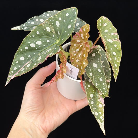 【一点もの】ベゴニア マクラータ ピンク 斑入り 10 希少 レア