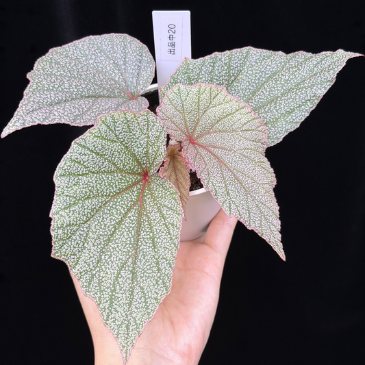 【一点もの】ベゴニア シンバッド Begonia Sinbad 20