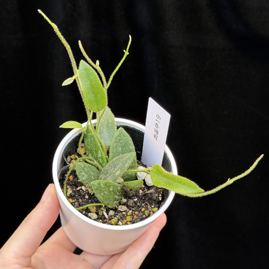 【一点もの】ホヤ トムソニー スプラッシュ Hoya thomsonii splash