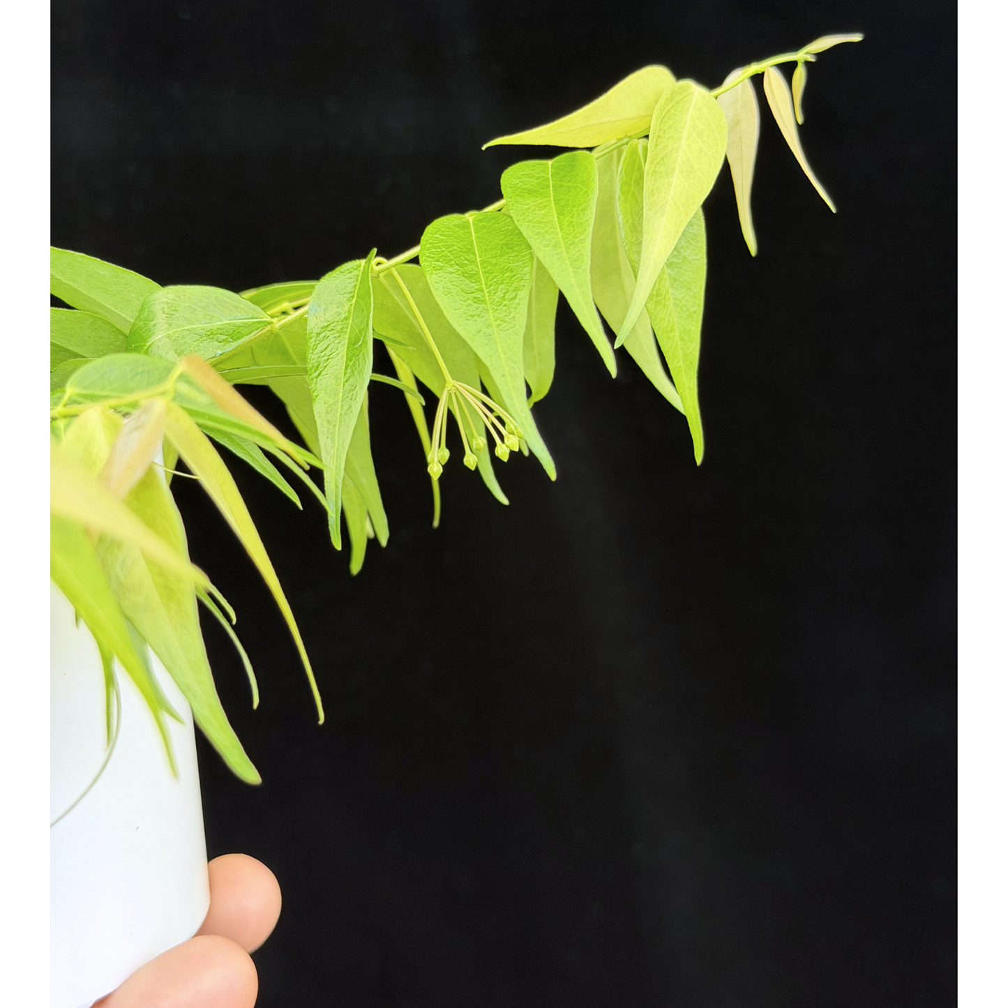 【一点もの】ホヤ レウカンサ 花座付き Hoya leucantha 希少 レア