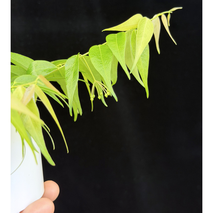 【一点もの】ホヤ レウカンサ 花座付き Hoya leucantha 希少 レア
