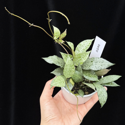 【一点もの】Hoya lacunosa moon shine ホヤ ラクノーサ ムーンシャイン 希少 レア 8