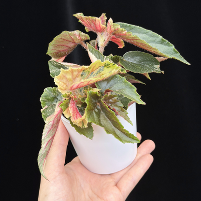 【一点もの】ベゴニア ジニー ギャラクシー Begonia ginny galaxy