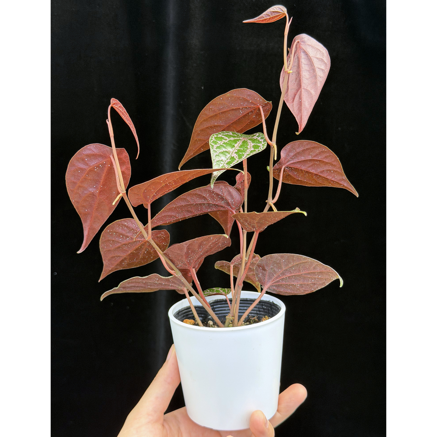【一点もの】ピペル オルナツム Piper ornatum
