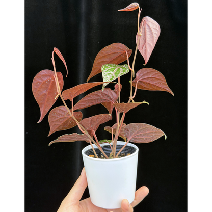 【一点もの】ピペル オルナツム Piper ornatum