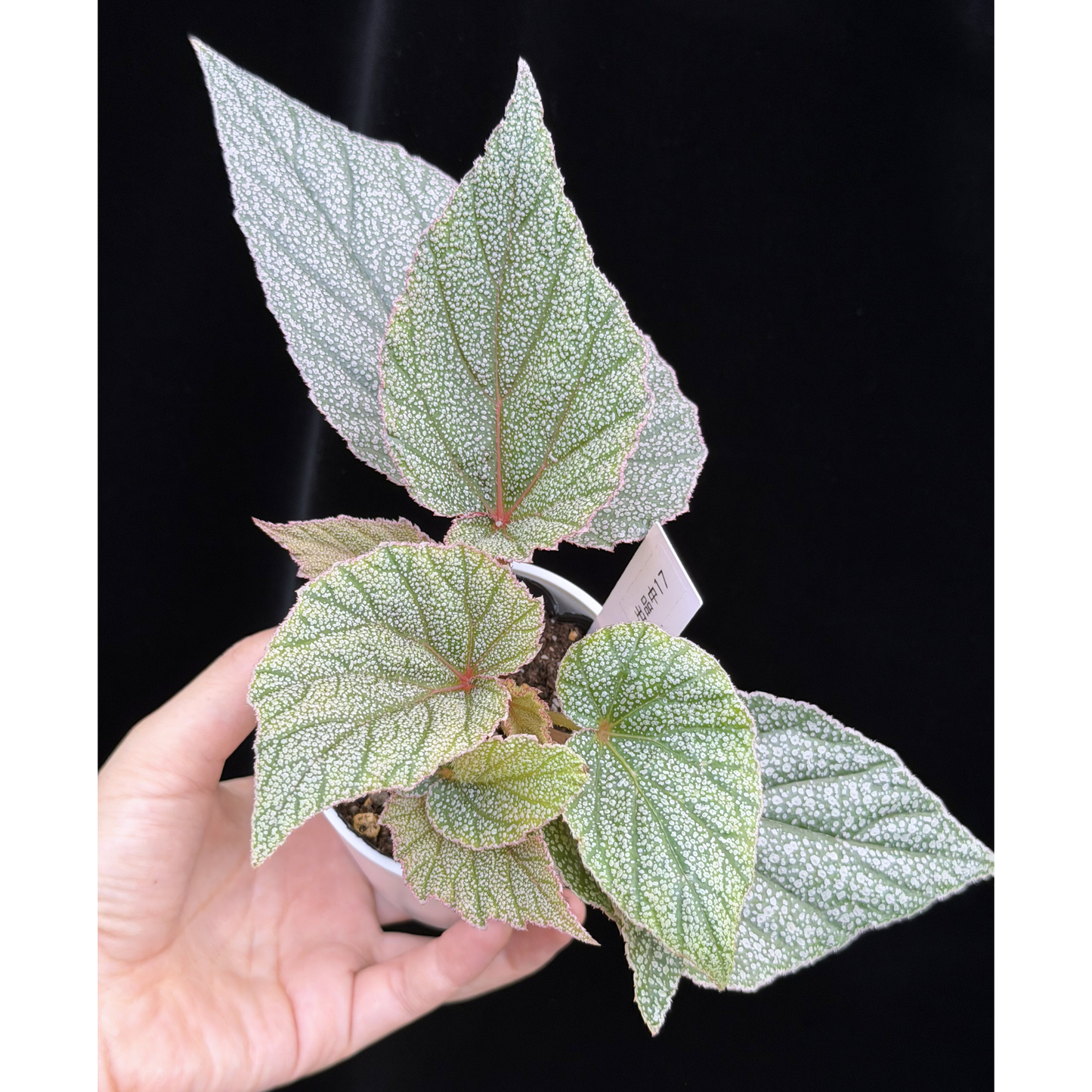 【一点もの】ベゴニア シンバッド Begonia Sinbad 17