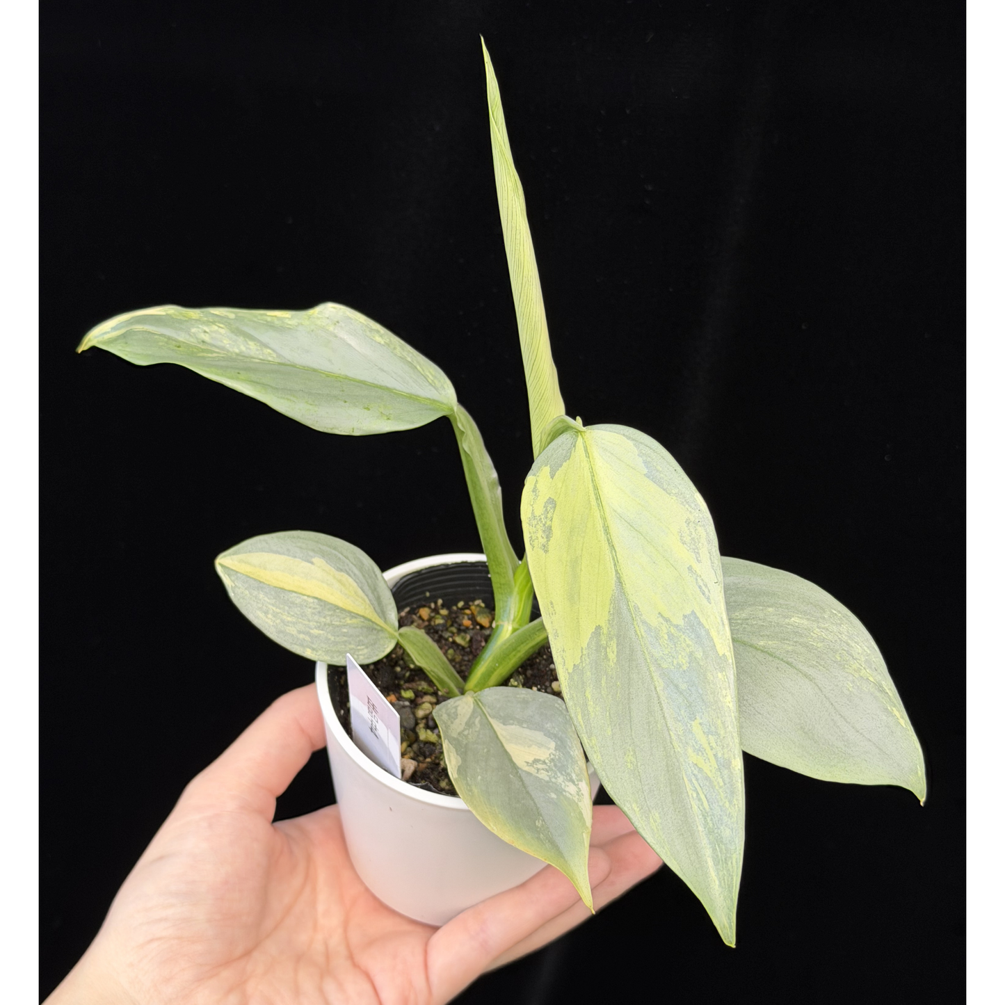 【一点もの】Philodendron Silver Sword Variegata フィロデンドロン シルバーソード 斑入り 4