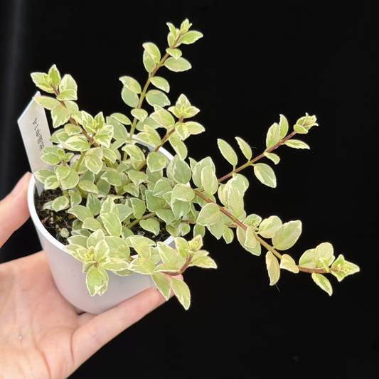 【一点もの】コルムネア ミクロフィラ 斑入り 希少 レア 14
