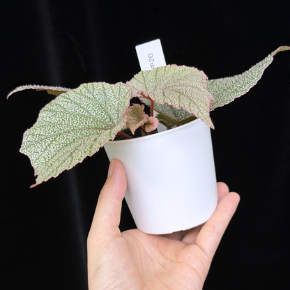 【一点もの】ベゴニア シンバッド Begonia Sinbad 20