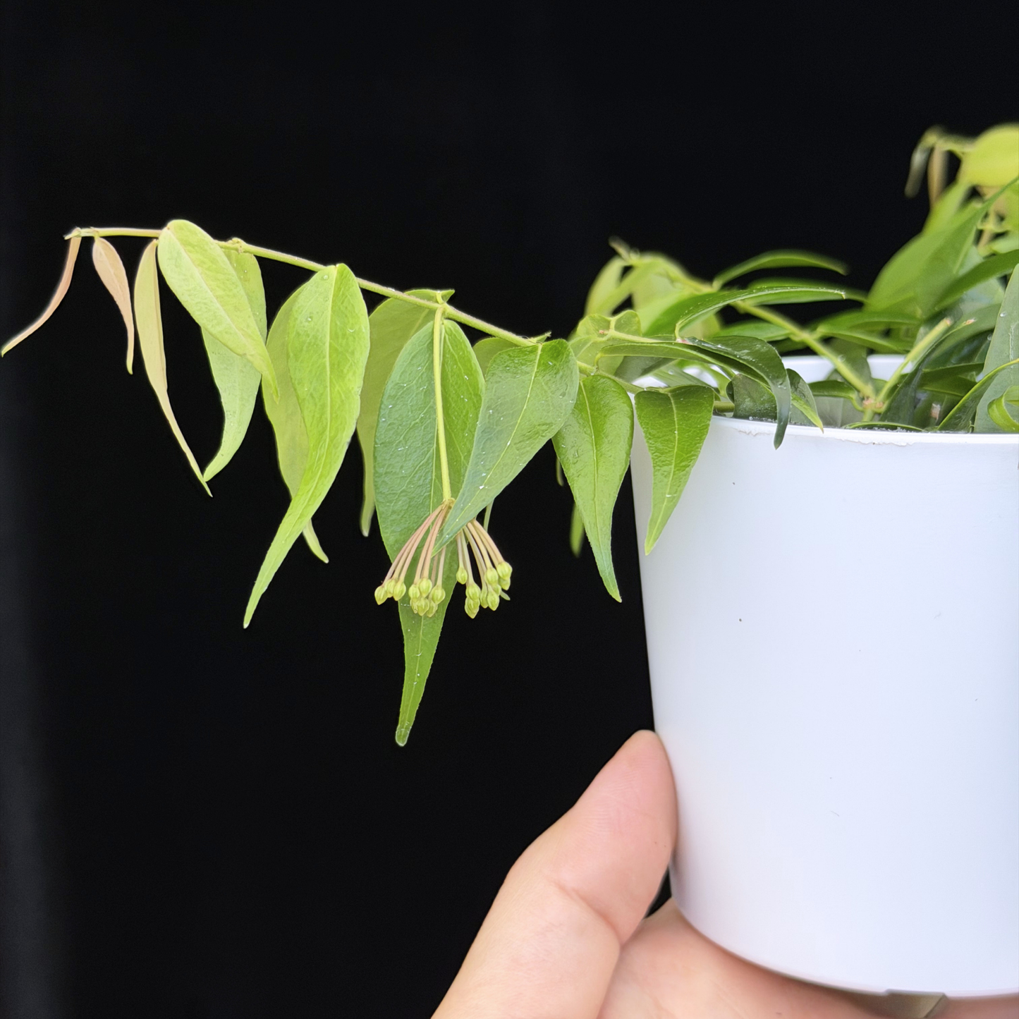 【一点もの】ホヤ レウカンサ 花座付き Hoya leucantha 希少 レア