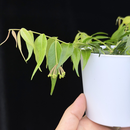 【一点もの】ホヤ レウカンサ 花座付き Hoya leucantha 希少 レア
