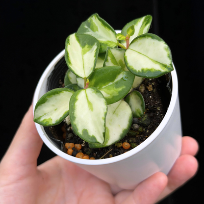 【一点もの】ホヤ マチルダ 内斑入り Hoya mathilde inner variegated 希少 レア