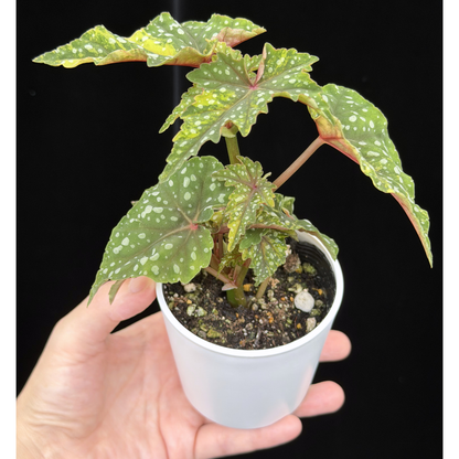 【一点もの】ベゴニア 出雲の煌星 斑入り Izumo no Kiraboshi variegated 希少 激レア