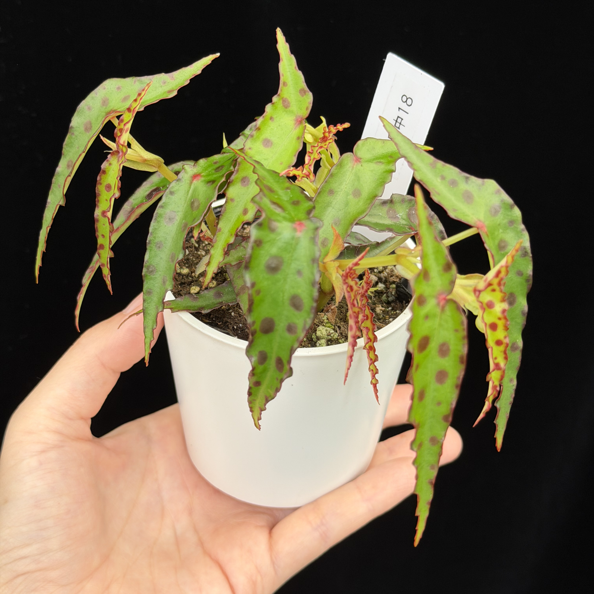 春まで停止　大株　ベゴニア　アンフィオクサス 一点もの】ベゴニア・アンフィオクサス Begonia amphioxus 18 – inakougei