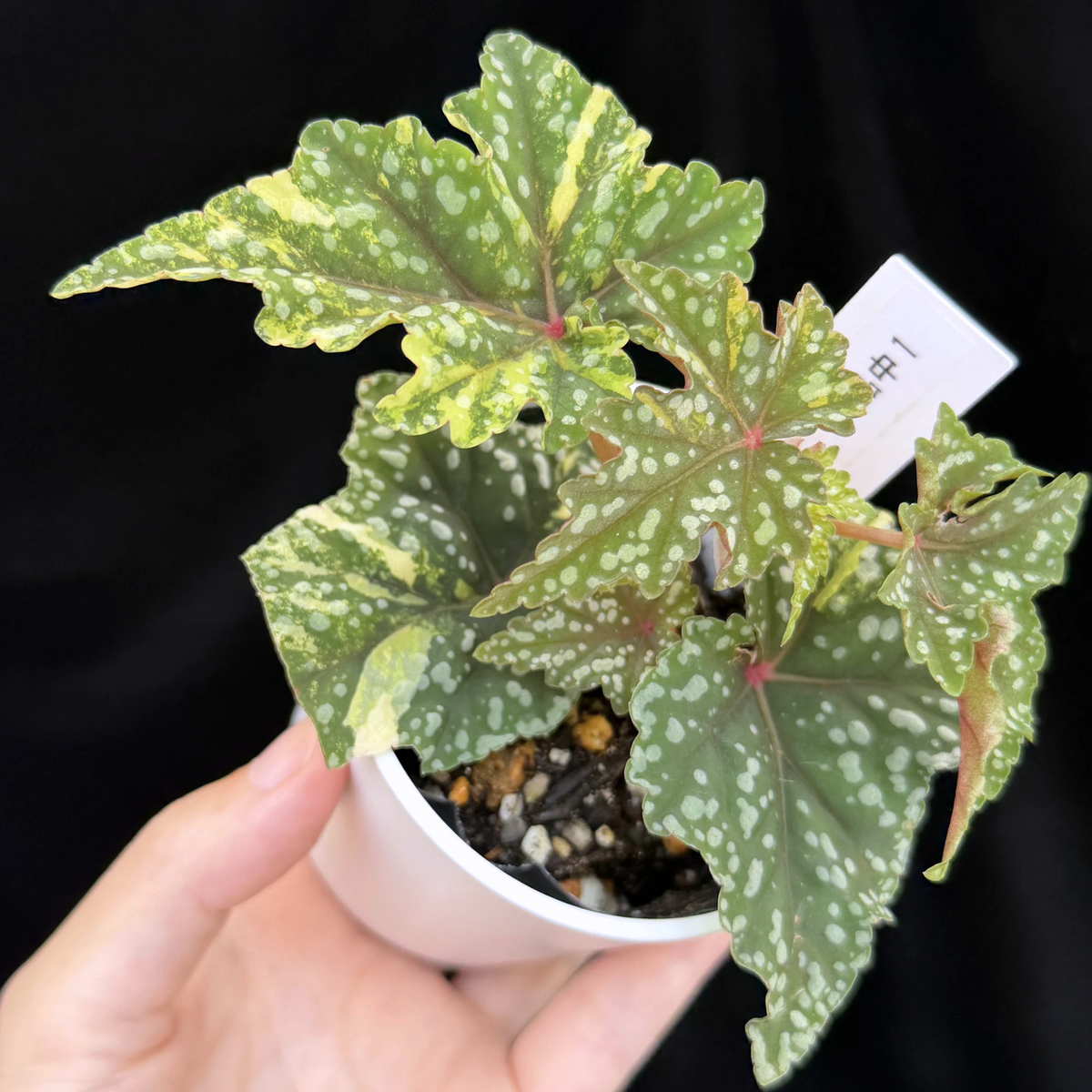 【一点もの】ベゴニア 出雲の煌星 斑入り Izumo no Kiraboshi variegated 希少 激レア 1