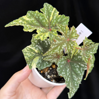 【一点もの】ベゴニア 出雲の煌星 斑入り Izumo no Kiraboshi variegated 希少 激レア 1