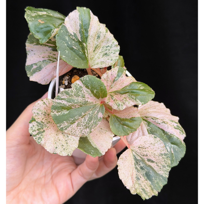【一点もの】ベゴニア ククラータ ピンク斑入り begonia cucullata Pink variegated 希少 レア 24