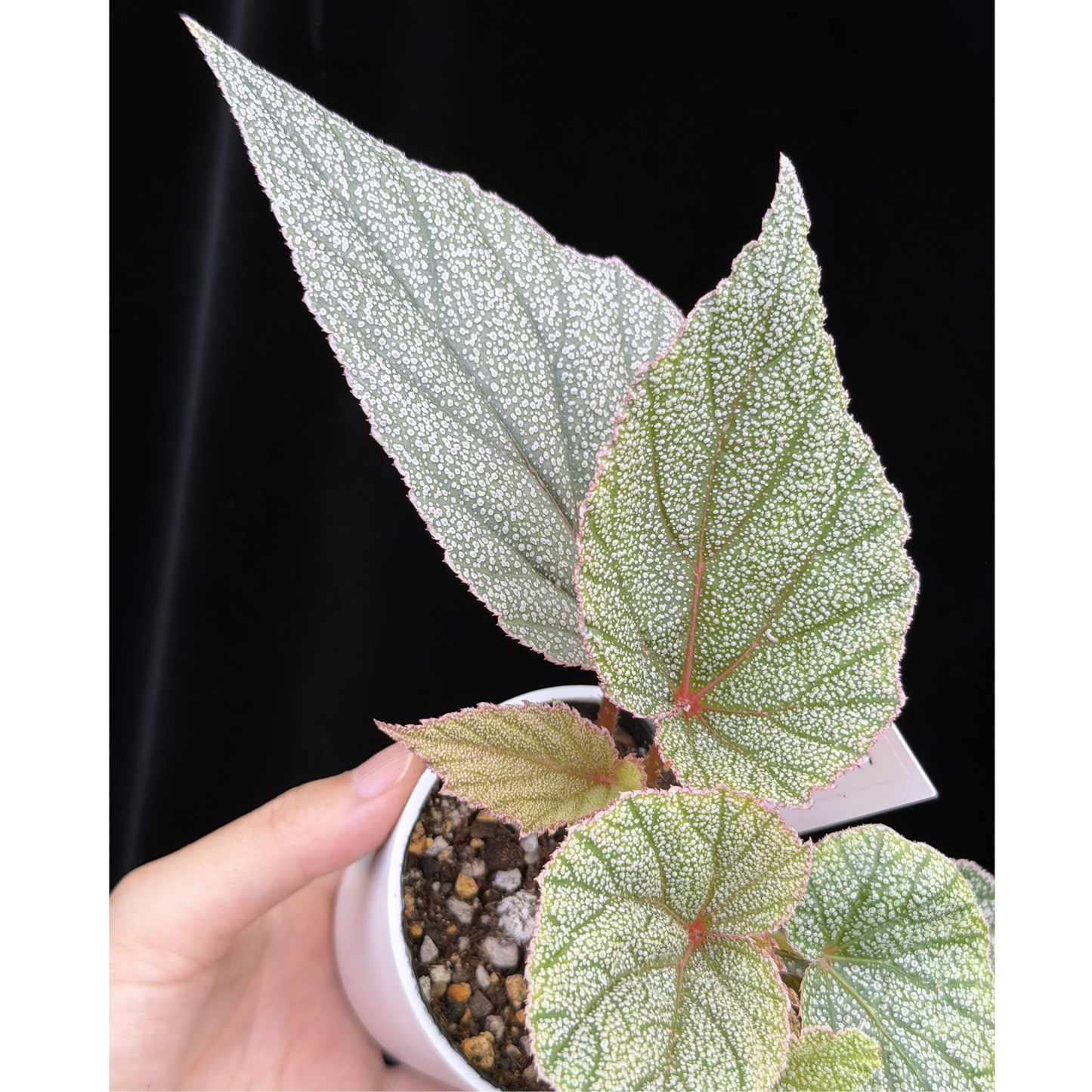 【一点もの】ベゴニア シンバッド Begonia Sinbad 17