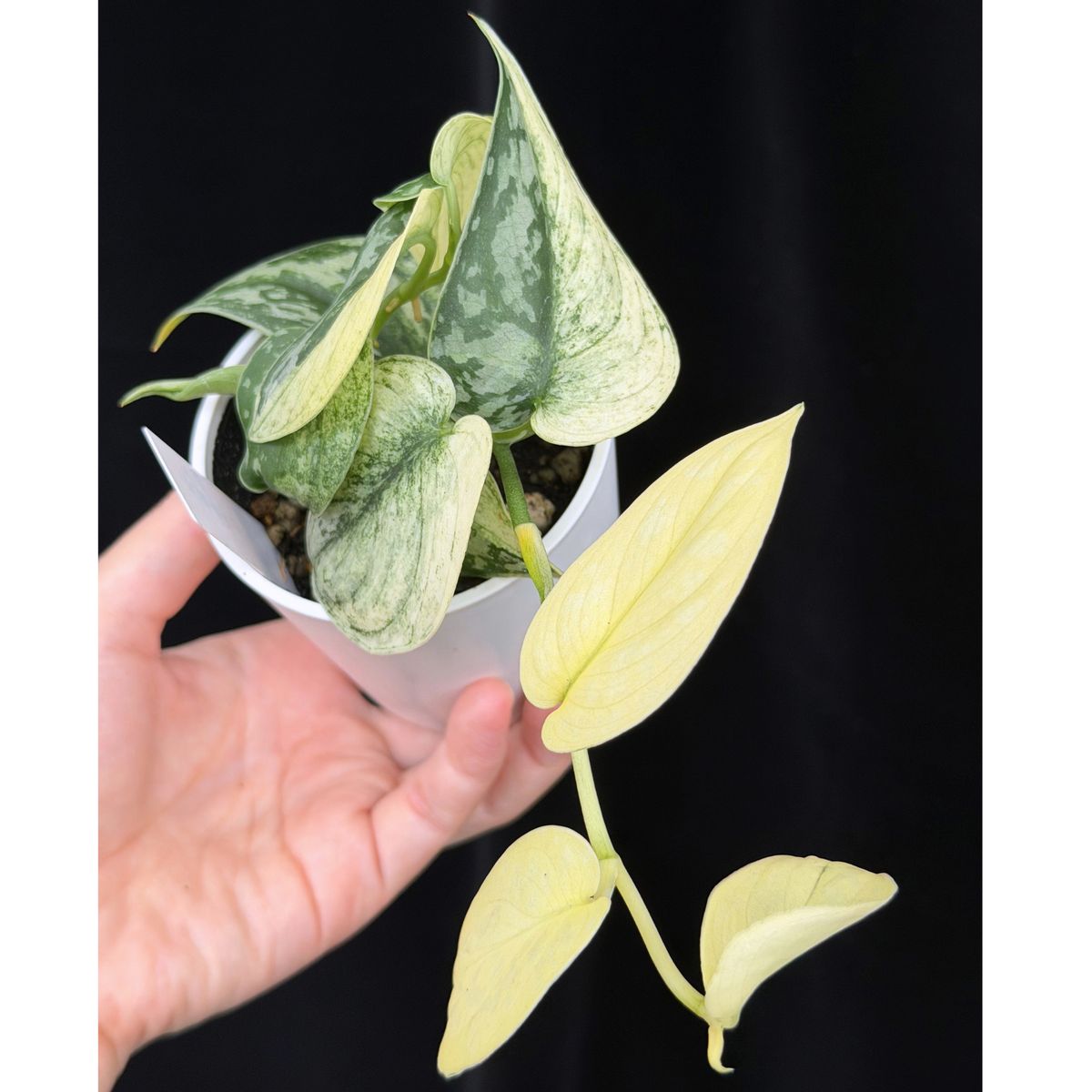 【一点もの】スキンダプサス ピクタス マヤリ Scindapsus Pictus variegata “ｍayari “ 6
