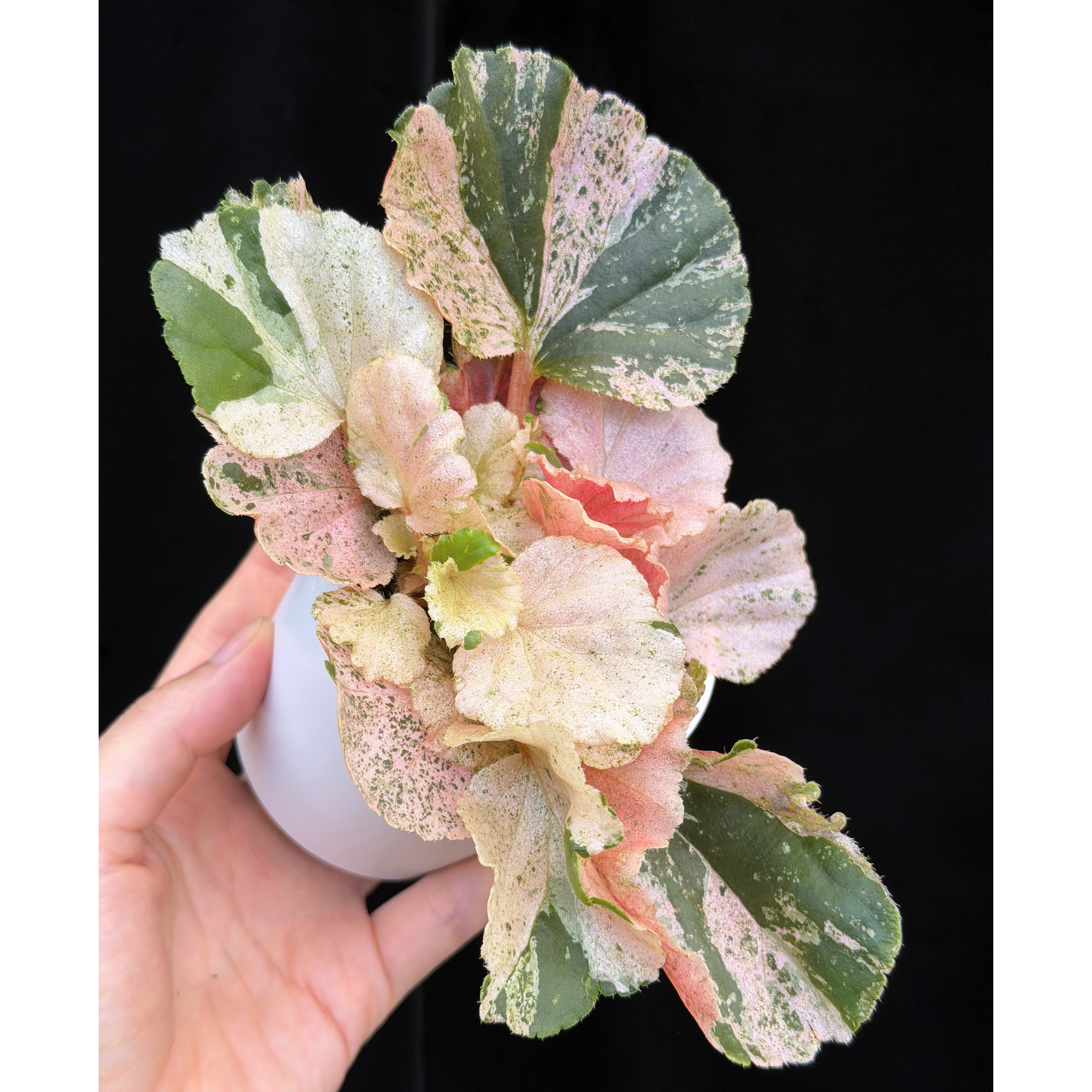 【一点もの】ベゴニア ククラータ ピンク斑入り begonia cucullata Pink variegated 希少 レア