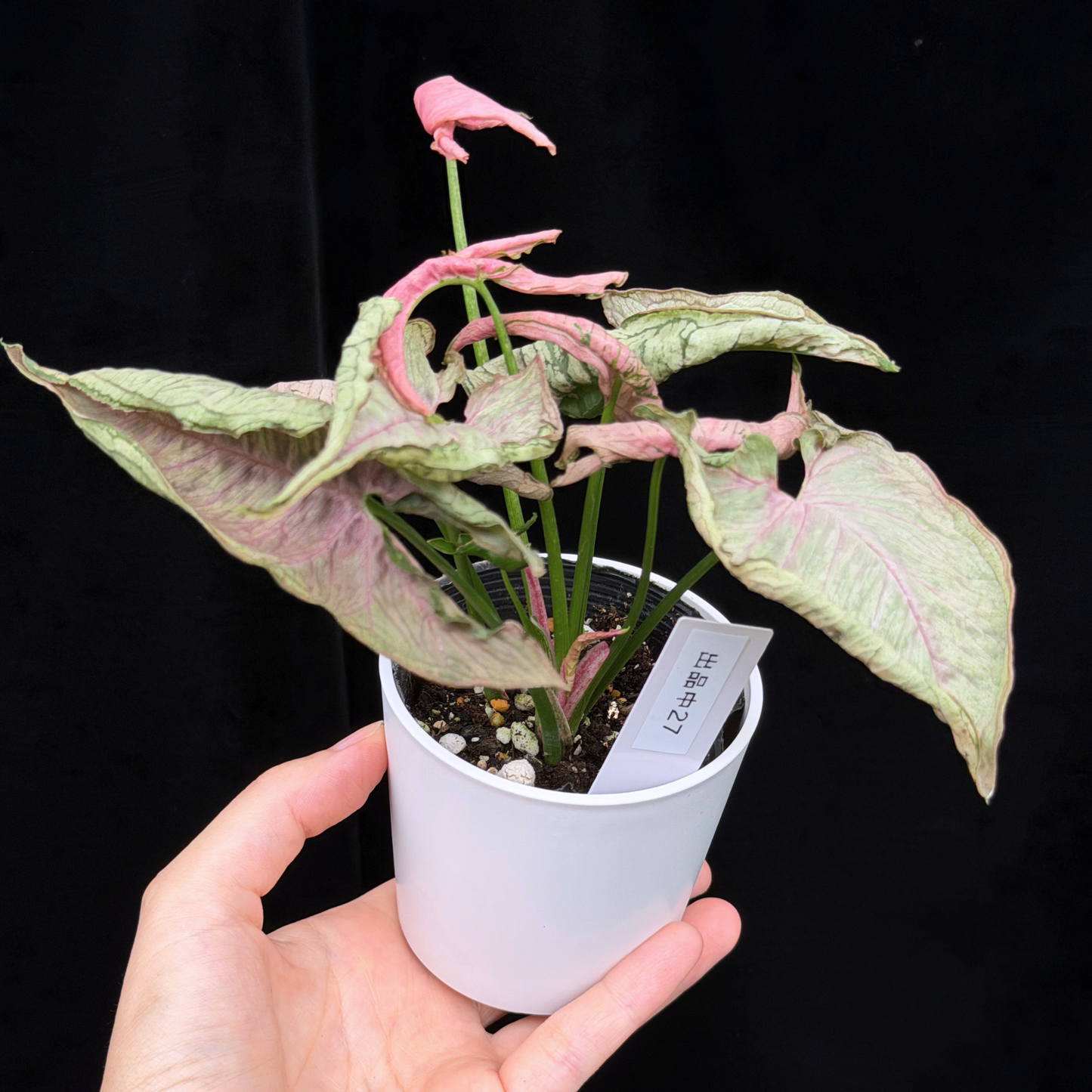 【一点もの】シンゴニウム ピンクローリー Syngonium Pink Rolli 27