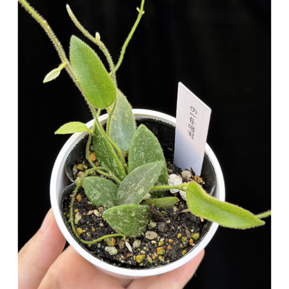 【一点もの】ホヤ トムソニー スプラッシュ Hoya thomsonii splash