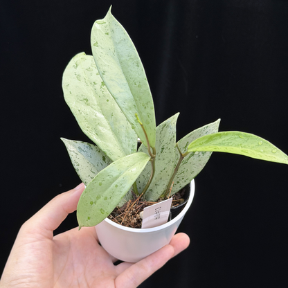【一点もの】ホヤ プビカリクス シルバーゴースト Hoya Pubicalyx silver ghost 希少 レア ねこチップ 13