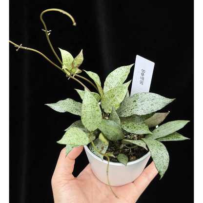 【一点もの】Hoya lacunosa moon shine ホヤ ラクノーサ ムーンシャイン 希少 レア 8