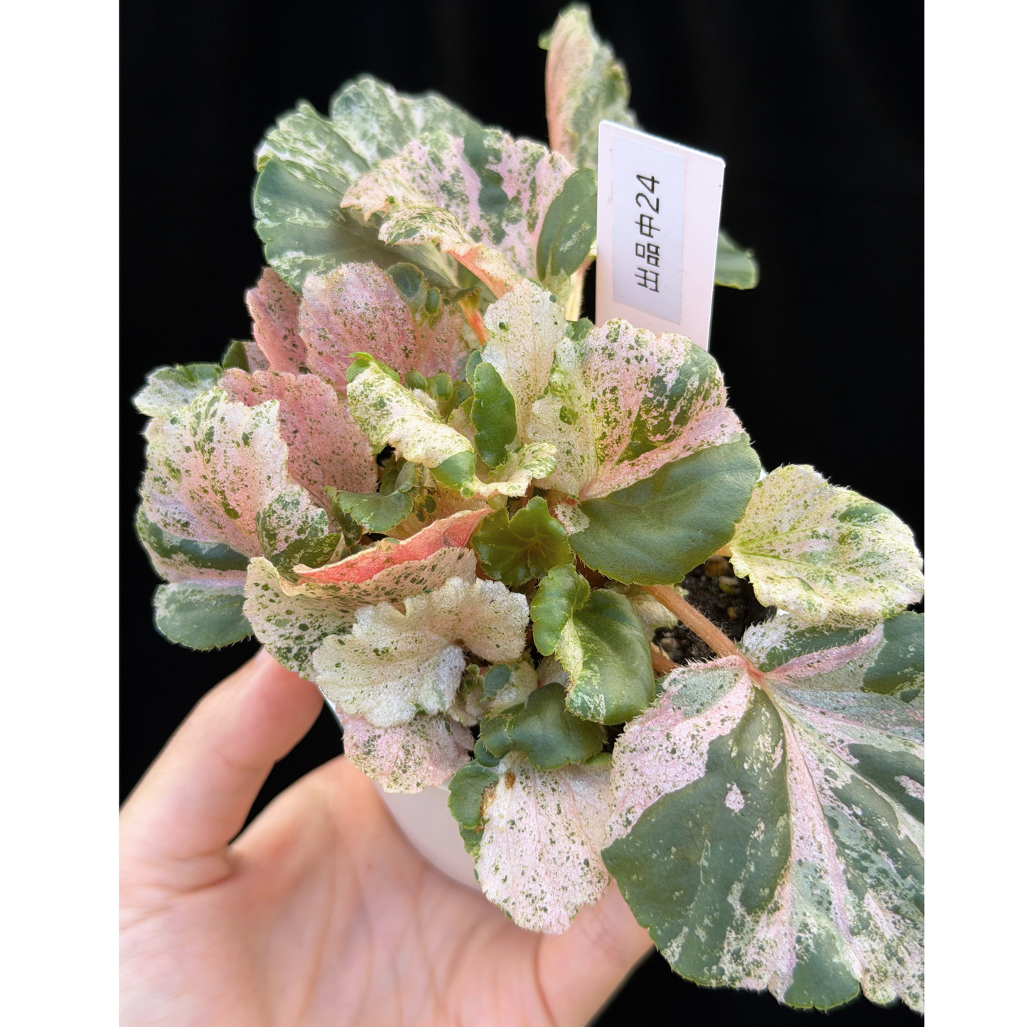【一点もの】ベゴニア ククラータ ピンク斑入り begonia cucullata Pink variegated 希少 レア 24