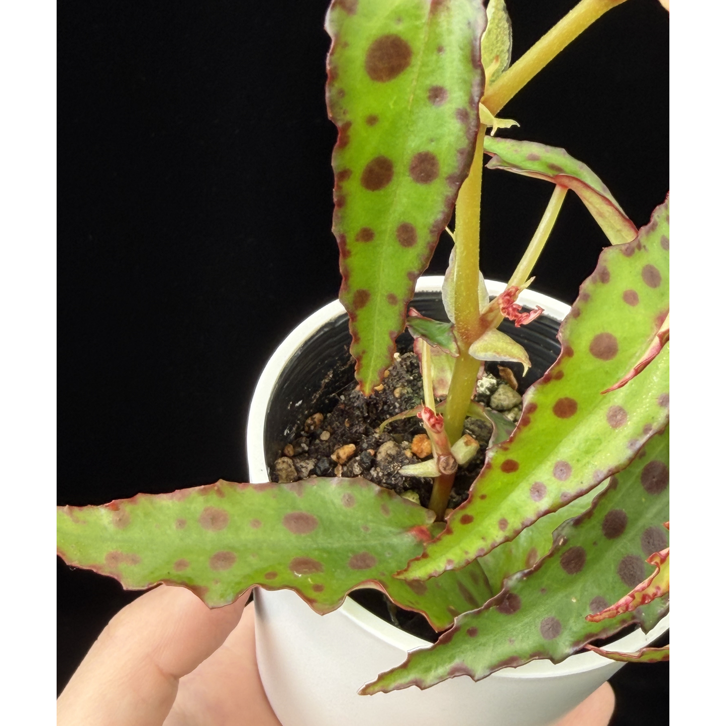 【一点もの】ベゴニア・アンフィオクサス Begonia amphioxus 2.5号