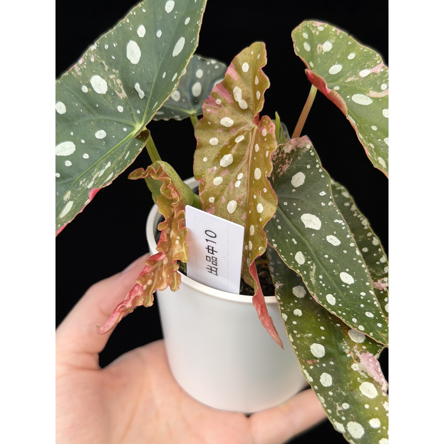 【一点もの】ベゴニア マクラータ ピンク 斑入り 10 希少 レア