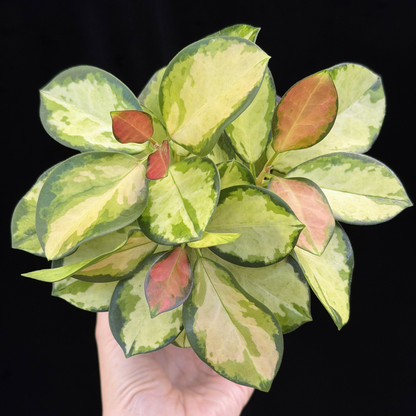 【一点もの】ホヤ オーストラリス リサ 3株植え 4号 ねこチップ