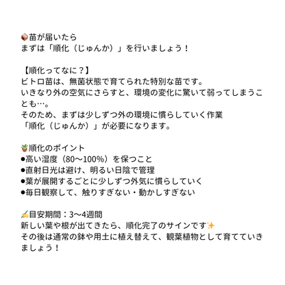 モンステラ デリシオーサ  ホワイトモンスター 組織培養（Tissue Culture）株 ビトロ苗 瓶入り 無菌苗 TC株