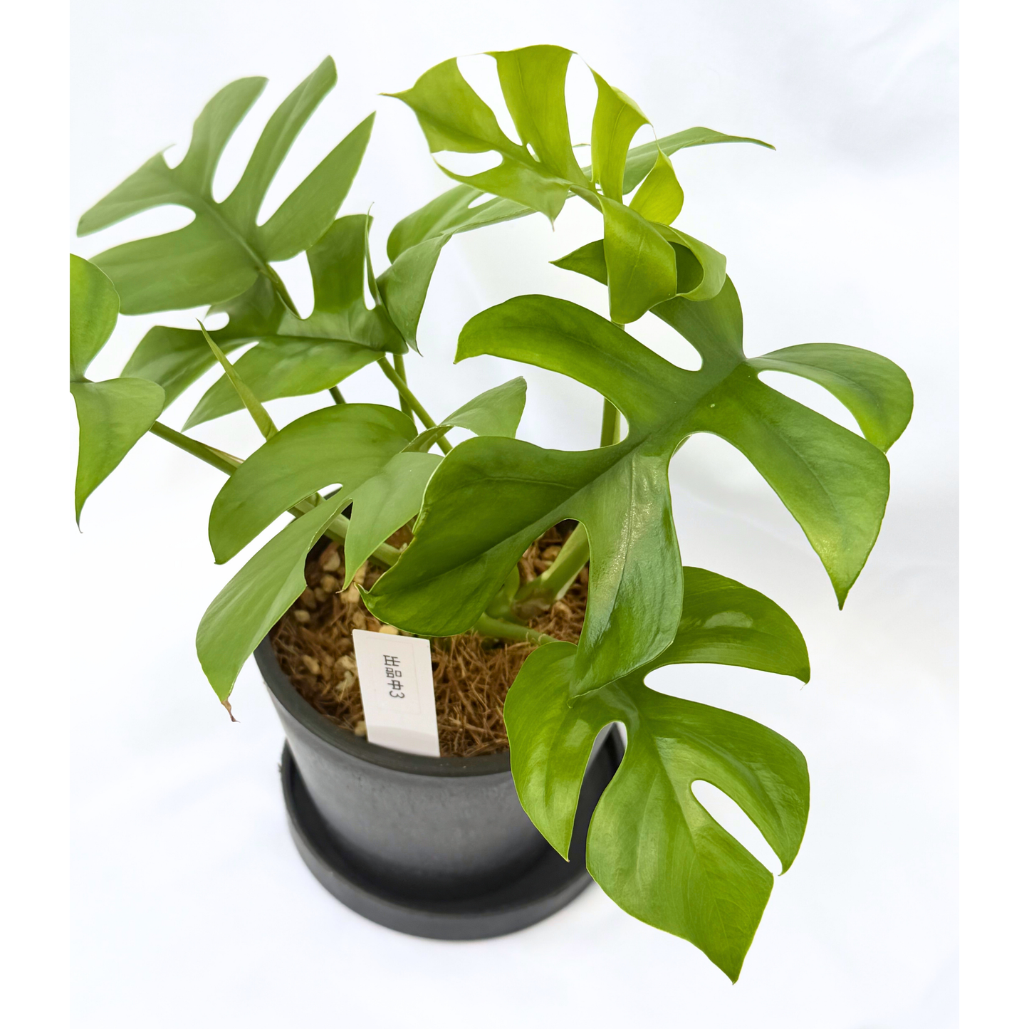 【一点もの】ヒメモンステラ 4号 BLACK PLASTIC POT 受け皿付き ねこチップ 3