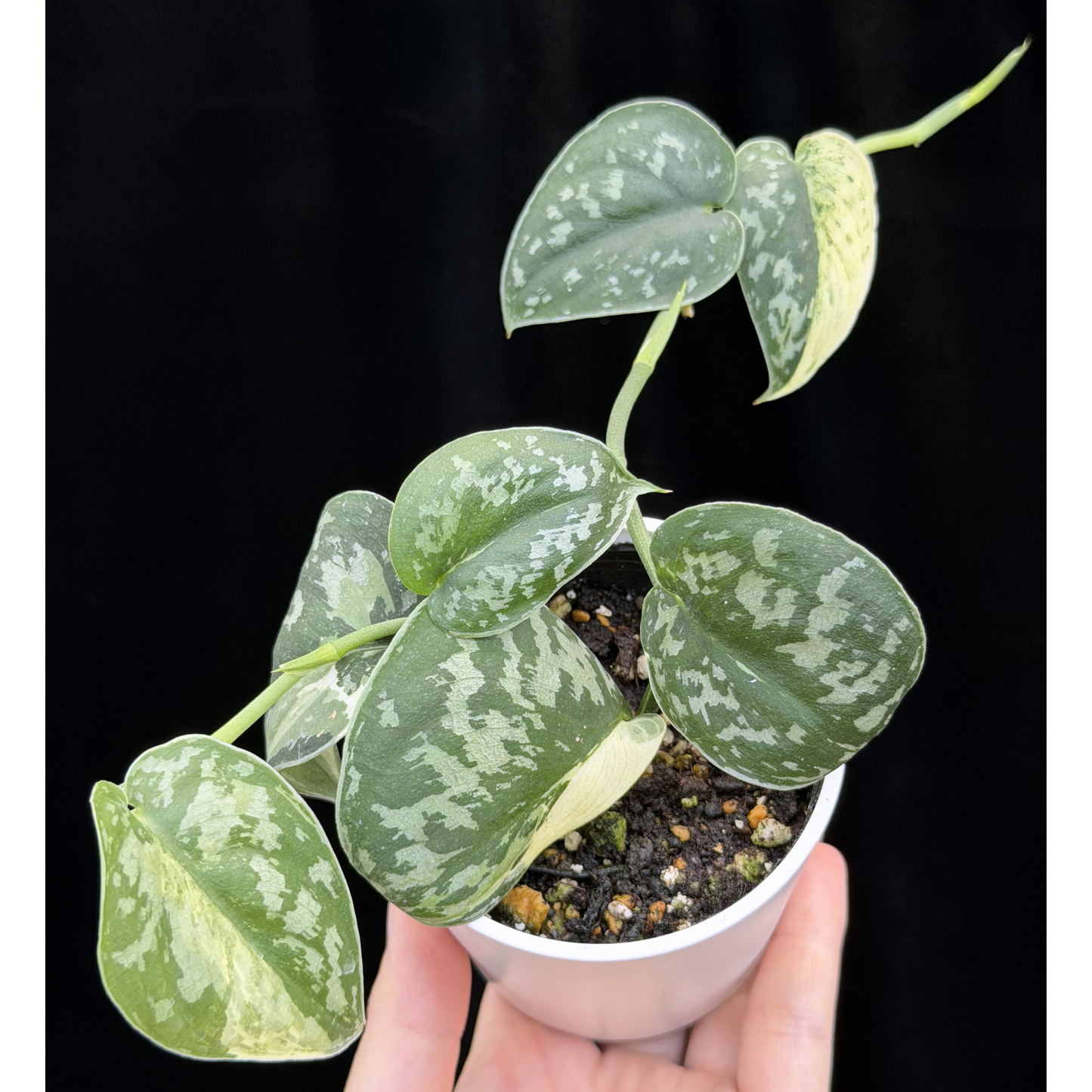 【一点もの】スキンダプサス ピクタス マヤリ Scindapsus Pictus variegata “ｍayari “