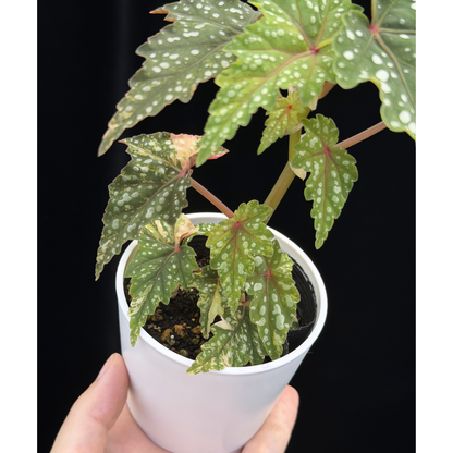 【一点もの】ベゴニア 出雲の煌星 斑入り Izumo no Kiraboshi variegated 希少 激レア