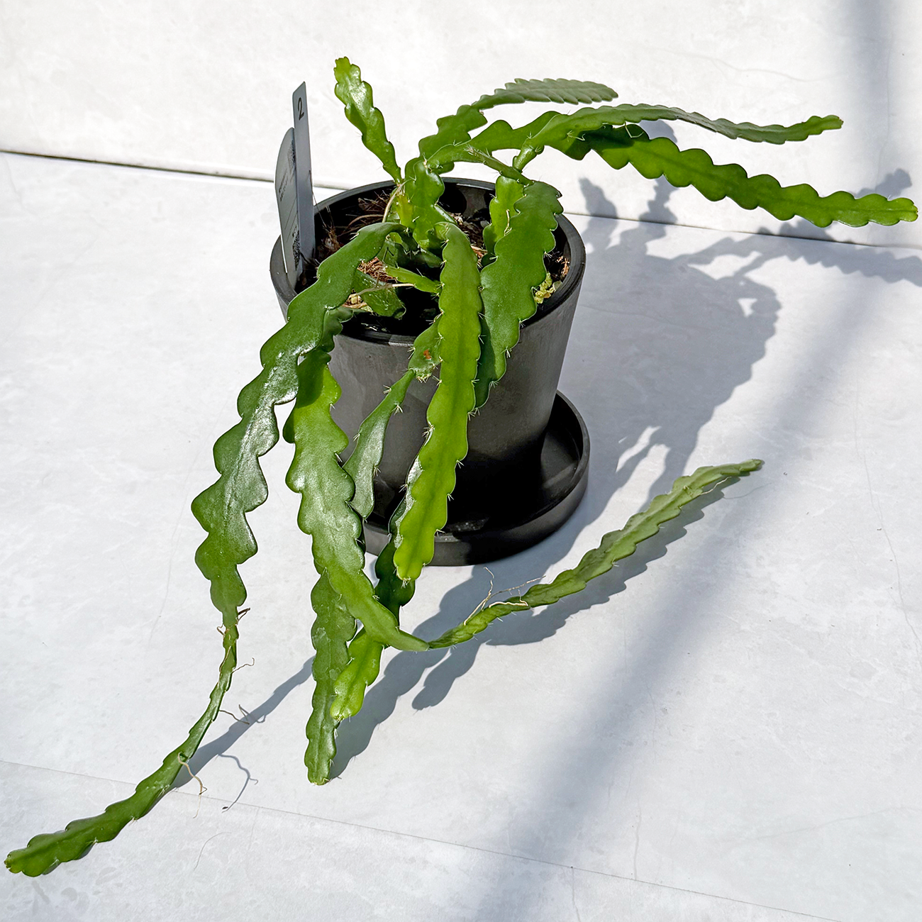 【一点もの販売】【ねこチップ】フィッシュボーンカクタス エピフィルム BLACK PLASTIC POT 4号 受け皿付き 2